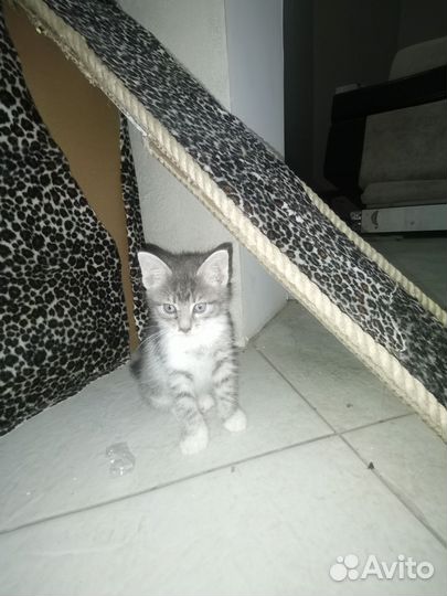 Отдам котенка в добрые руки