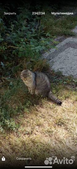 Найден кот вислоухий