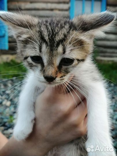 Котята в добрые руки бесплатно