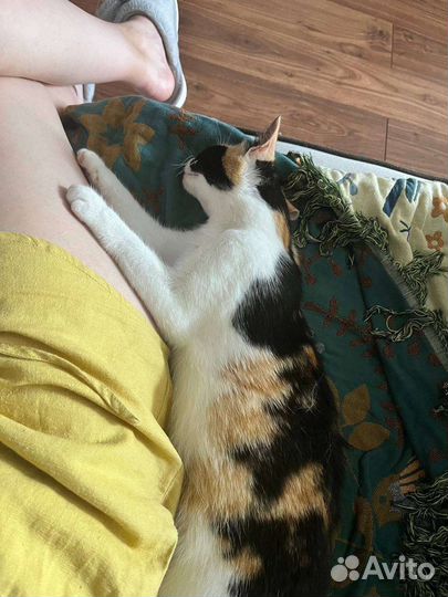 Ласковая девочка,10 месяцев, в дар