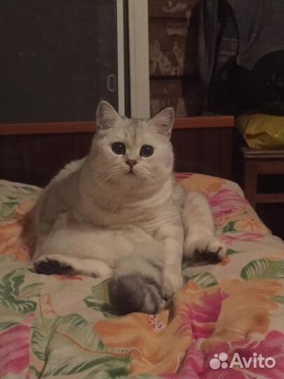 Британская