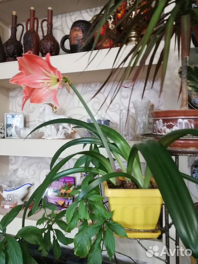 Гиппеаструм- розовый