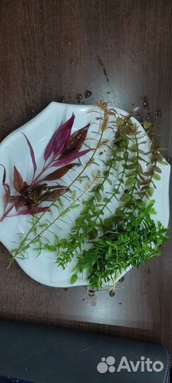 Растения для аквариума