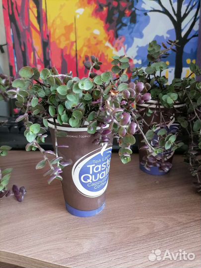 Коллизия бьянка