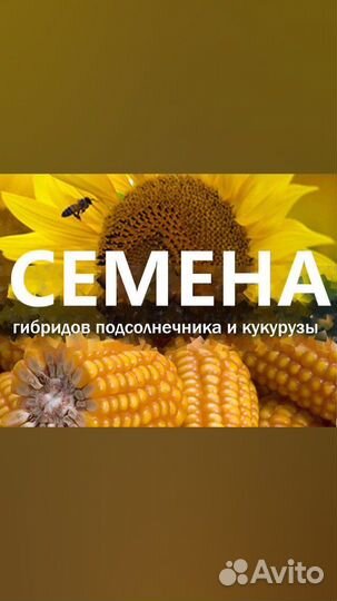 Семена яровой пшеницы Дарья эс