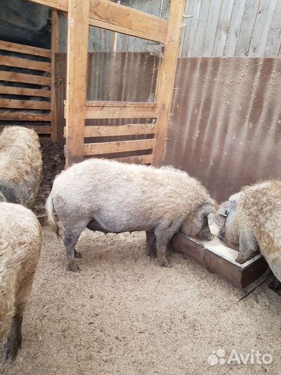 Мясо свинина Венгерская монгалица