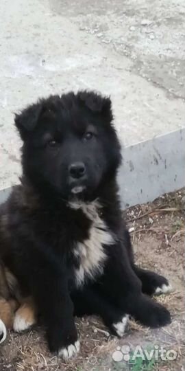 Щенки бесплатно