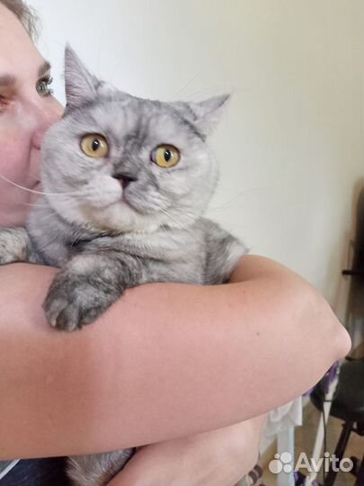 Кошечка серебристая шиншилла в добрые руки