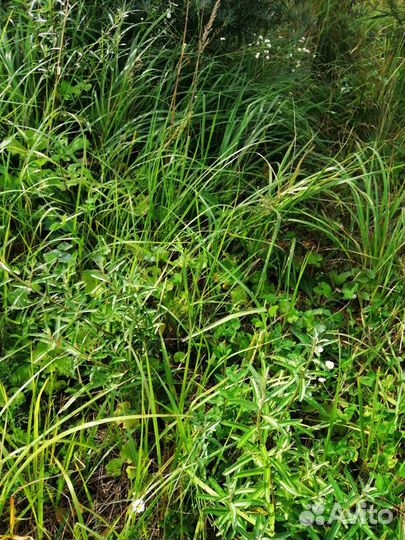 Сосна облепиха