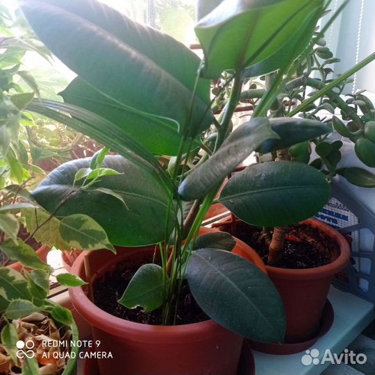 Фикус с финиками