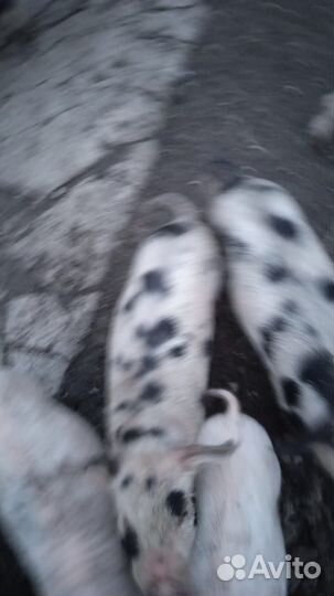 Поросята мясосальной породы