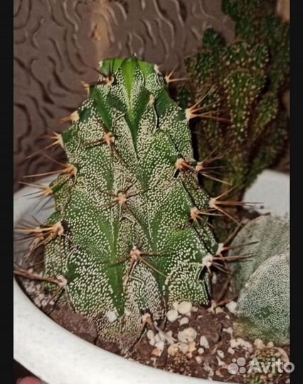 Кактусы редкие