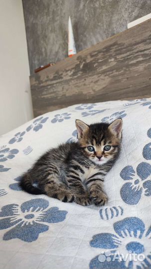 Кошка в дар бесплатно