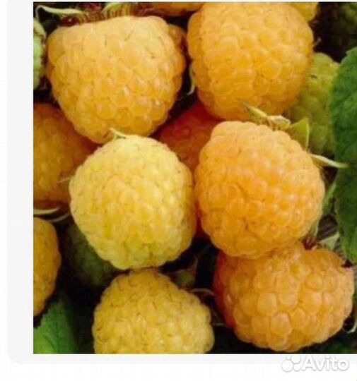 Саженцы малины жёлтой,сорт Деликатесная