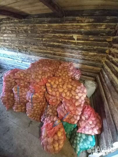 Продам крупный картофель