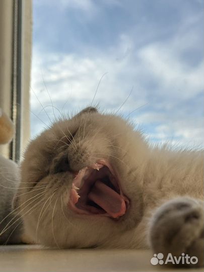 Случка кота
