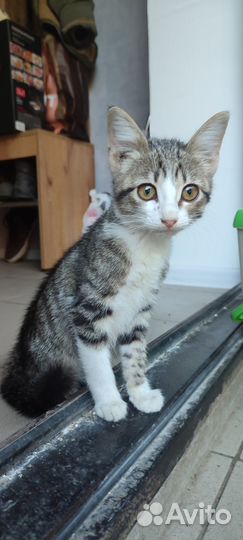 Котик в добрые руки