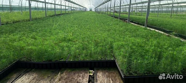 Саженцы сосны зкс опт