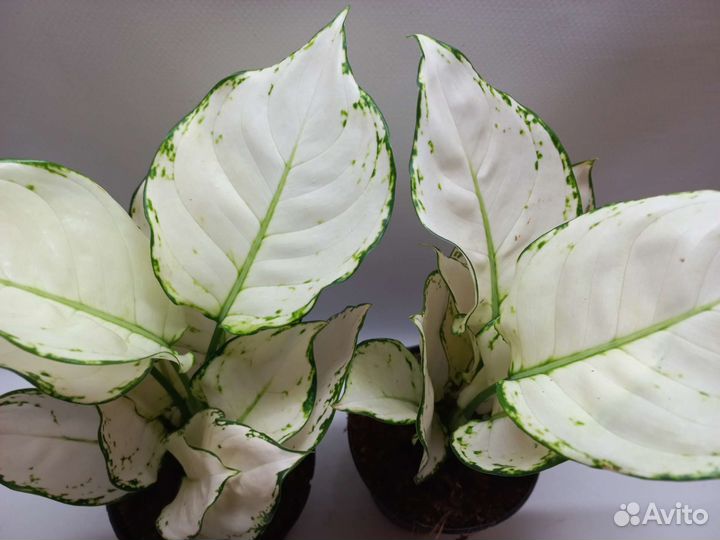 Аглаонема super white