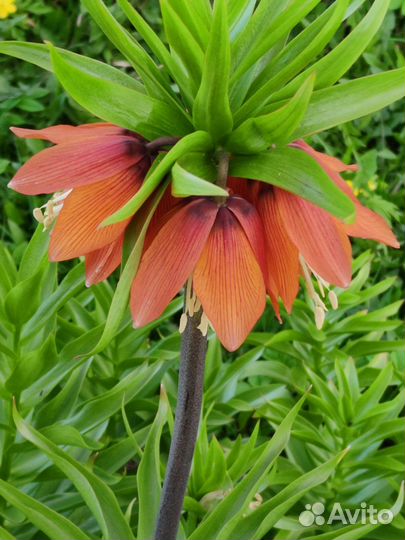 Рябчик императорский