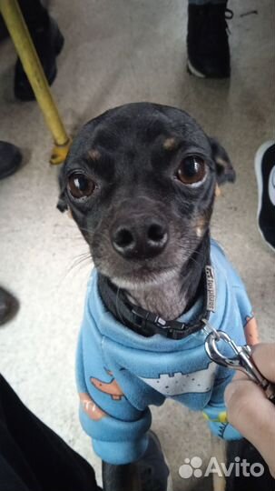 Русский той-терьер вязка