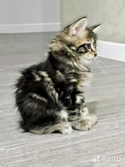 Котята курильского бобтейла
