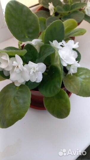 Сортовые фиалки