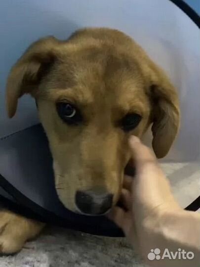 Собака ищет дом