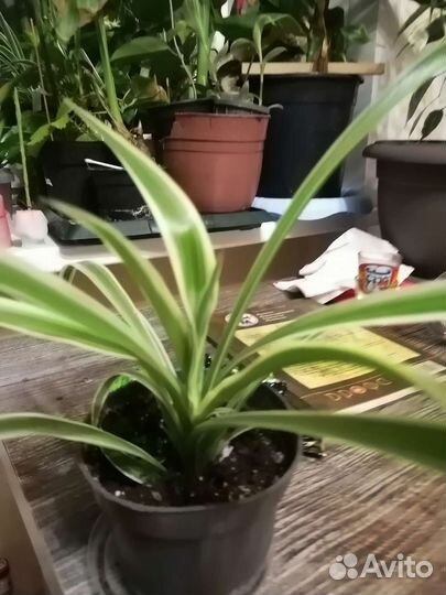 Хлорофитум