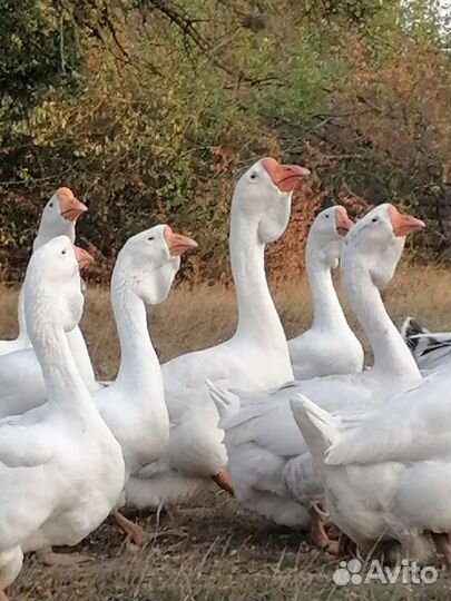 Холмогорские гуси