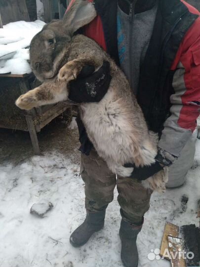 Кролики Фландеры