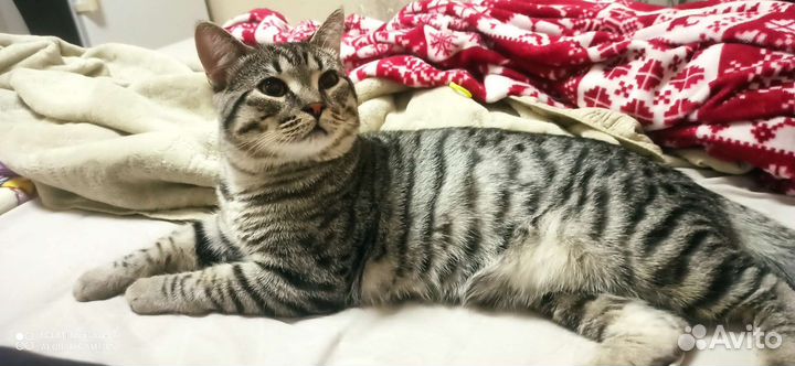 Котенок 8мес