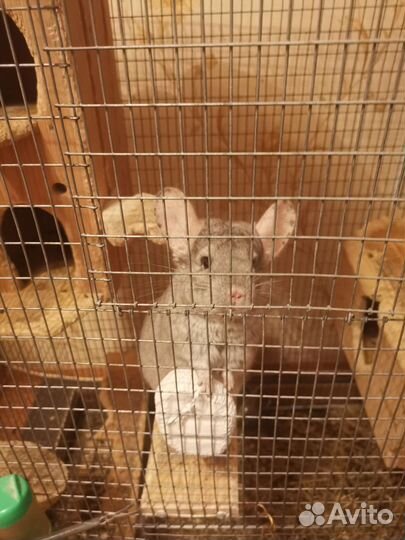 Шиншиллы с клеткой