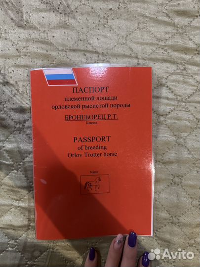 Жеребец орловской рысистой породы