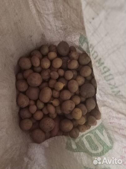 Семена картофеля сорта Гала