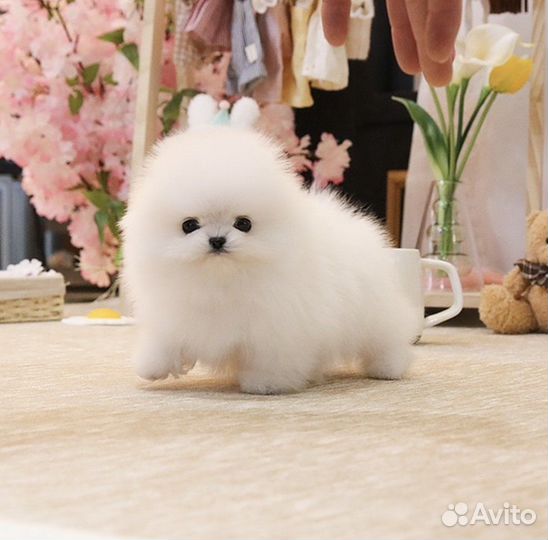 Эксклюзивные VIP мини шпицы беби фейс