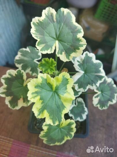 Пеларгония