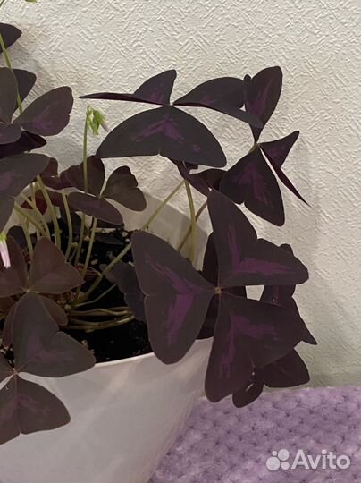 Цветок на 1 сентября Кислица/Оксалис