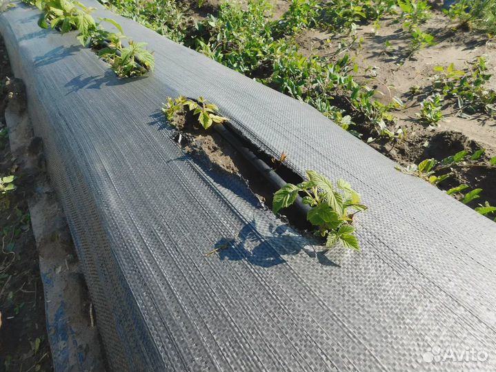 Геоткань Агротекс 100 (1,6м рулон 50м) черный