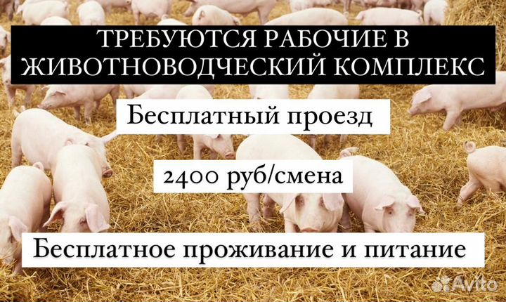 Работа вахта с проживанием. Разнорабочие на ферму