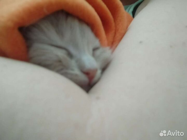 Котятки ищут дом