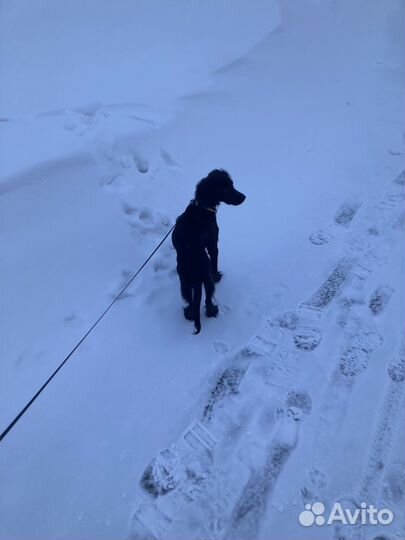 Выгул и передержка домашних животных