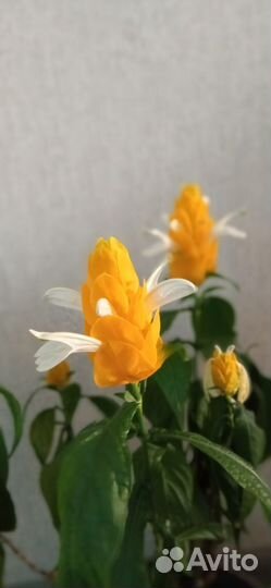 Пахистахис