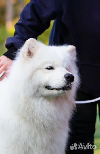 Вязка самоед