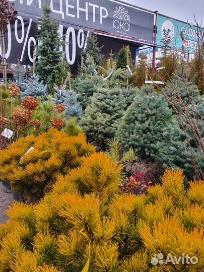 Елка Голубая. Ель голубая. Елку купить