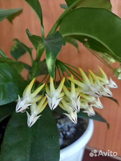 Комнатные цветы кампанула