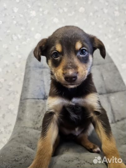 Щенок ищет дом