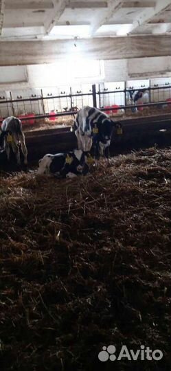 Продам бычков