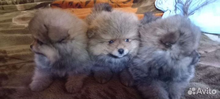 Померанский шпиц медвежьего типа