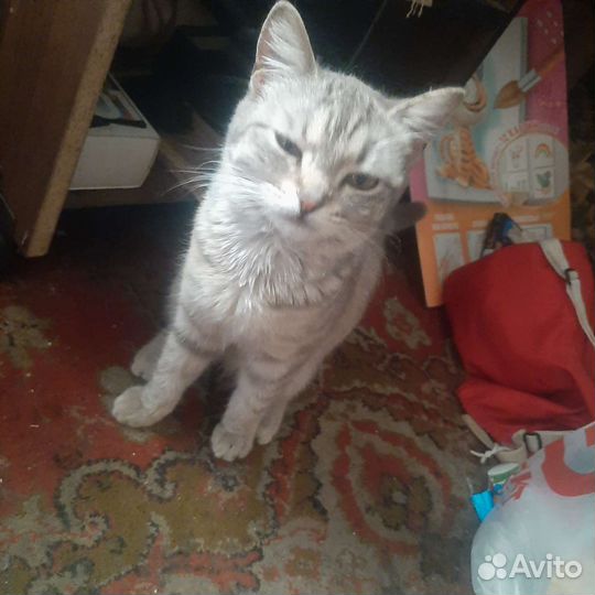 Кошка